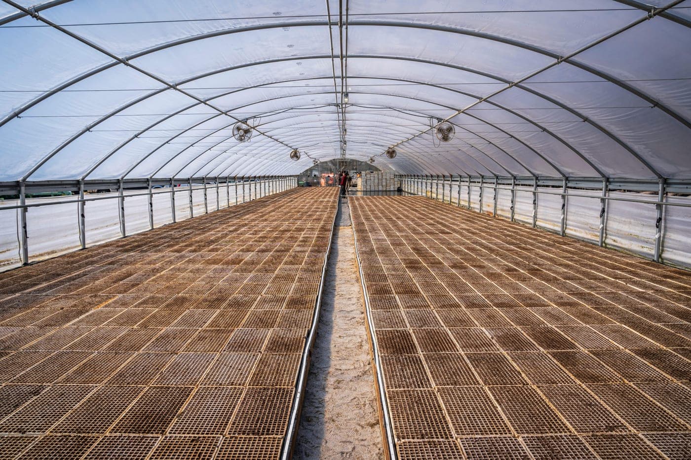 Câmp verde, agricultură