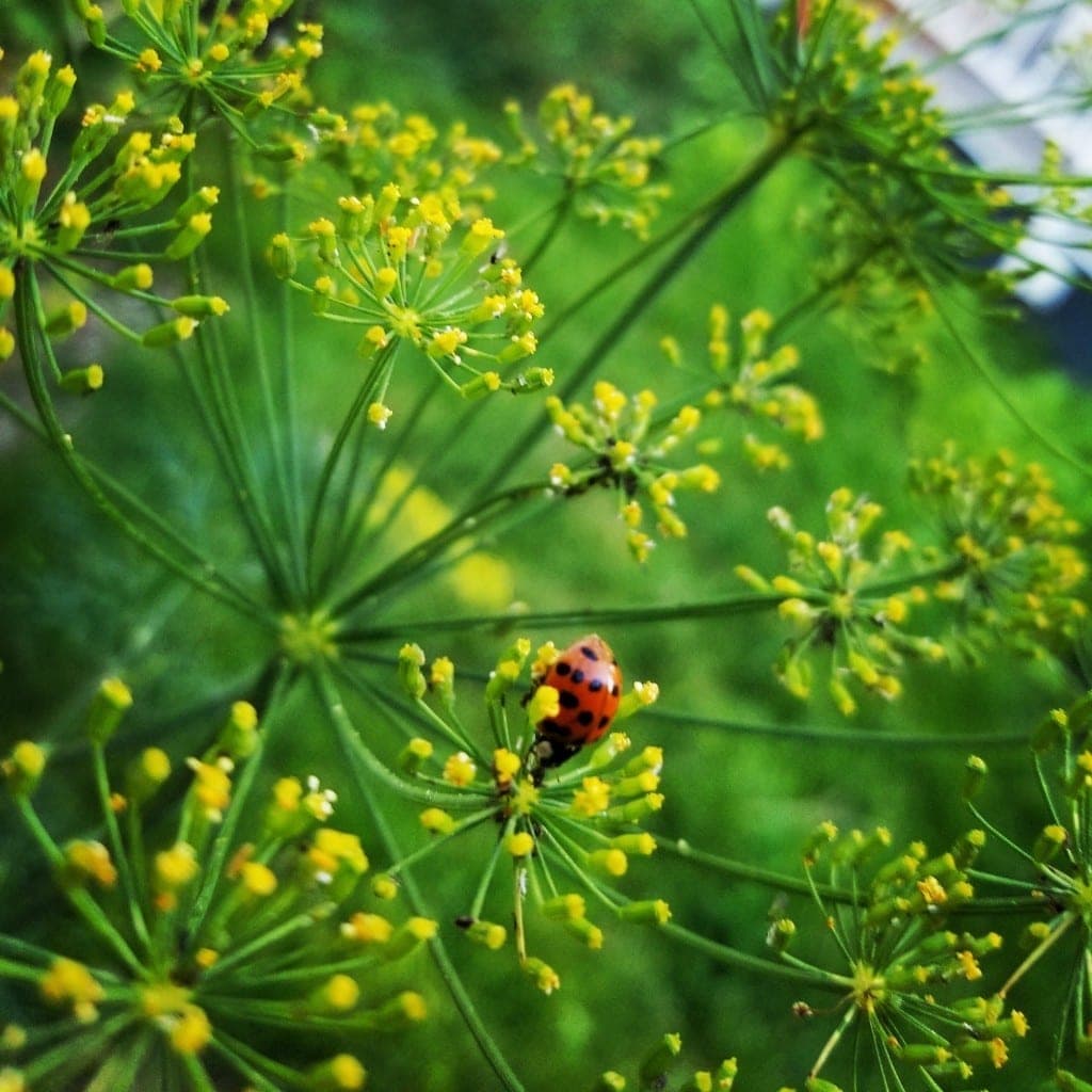 Buburuză pe flori galbene de mărar — agricultură vie
