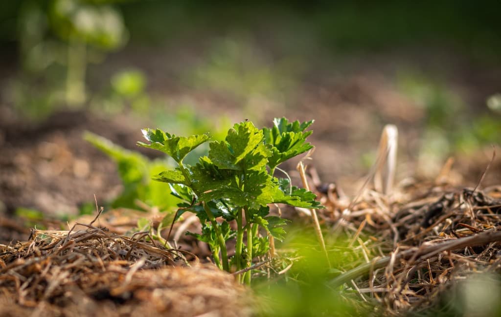 Plantă verde pe mulci din paie — sol acoperit