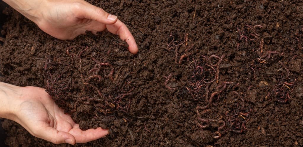 Mâini cu vermicompost și râme — sol viu